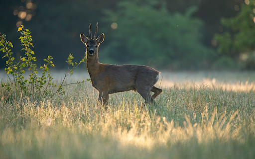 Morning Deer in the Mist from Chrome web store to be run with OffiDocs Chromium online Morning Deer in the Mist from Chrome web store to be run with OffiDocs Chromium online