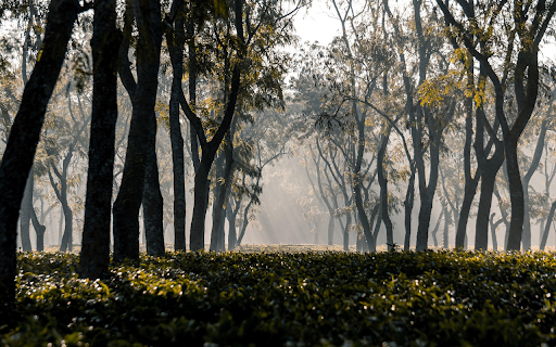 Morning Light Through the Trees from Chrome web store to be run with OffiDocs Chromium online Morning Light Through the Trees from Chrome web store to be run with OffiDocs Chromium online