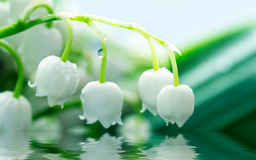 Morning Lily of the Valley Branch with Dew Drops from Chrome web store to be run with OffiDocs Chromium online Morning Lily of the Valley Branch with Dew Drops from Chrome web store to be run with OffiDocs Chromium online