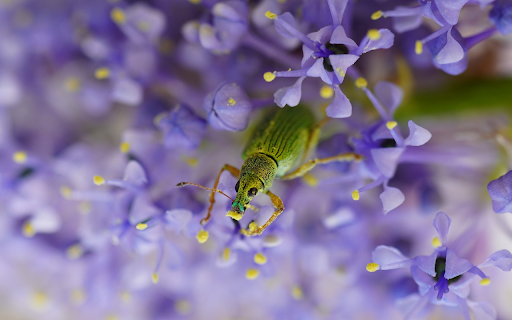 Moss Green Beetle from Chrome web store to be run with OffiDocs Chromium online Moss Green Beetle from Chrome web store to be run with OffiDocs Chromium online
