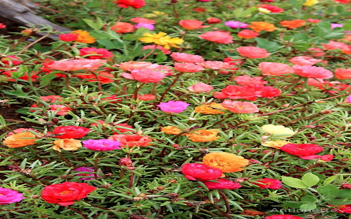 Moss rose flower wallpaper from Chrome web store to be run with OffiDocs Chromium online Moss rose flower wallpaper from Chrome web store to be run with OffiDocs Chromium online