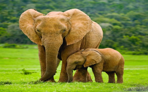 Mother elephant and baby elephant wallpaper from Chrome web store to be run with OffiDocs Chromium online Mother elephant and baby elephant wallpaper from Chrome web store to be run with OffiDocs Chromium online