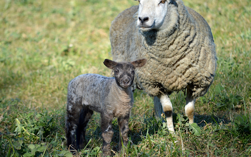 Mother Sheep and Baby Sheep from Chrome web store to be run with OffiDocs Chromium online Mother Sheep and Baby Sheep from Chrome web store to be run with OffiDocs Chromium online