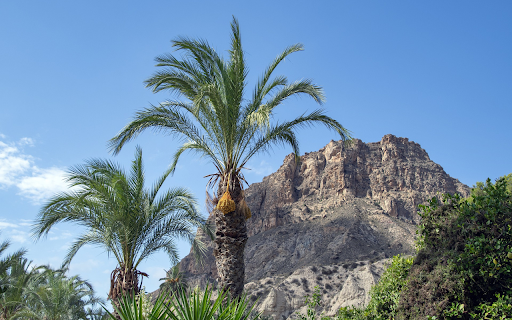 Mountain coconut palm tree from Chrome web store to be run with OffiDocs Chromium online Mountain coconut palm tree from Chrome web store to be run with OffiDocs Chromium online