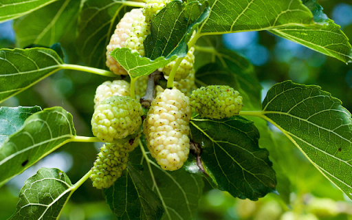 Mulberry Tree from Chrome web store to be run with OffiDocs Chromium online Mulberry Tree from Chrome web store to be run with OffiDocs Chromium online