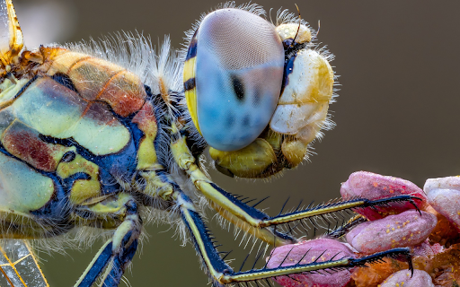 Multicolored dragonfly from Chrome web store to be run with OffiDocs Chromium online Multicolored dragonfly from Chrome web store to be run with OffiDocs Chromium online
