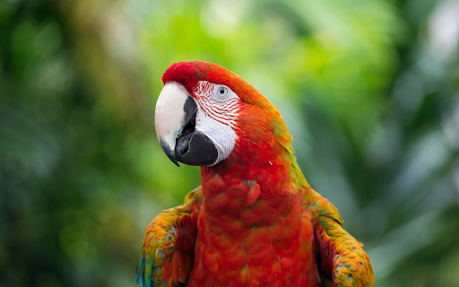 Multicolored parrot from Chrome web store to be run with OffiDocs Chromium online Multicolored parrot from Chrome web store to be run with OffiDocs Chromium online