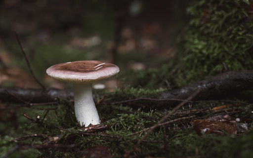 Mushrooms and dry firewood from Chrome web store to be run with OffiDocs Chromium online Mushrooms and dry firewood from Chrome web store to be run with OffiDocs Chromium online