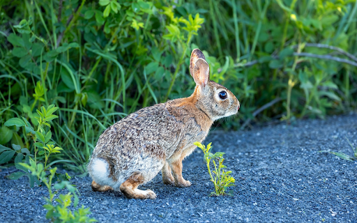 Nimble Hare from Chrome web store to be run with OffiDocs Chromium online Nimble Hare from Chrome web store to be run with OffiDocs Chromium online