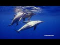OceanHeroSave the oceans by surfing the web from Chrome web store to be run with OffiDocs Chromium online OceanHeroSave the oceans by surfing the web from Chrome web store to be run with OffiDocs Chromium online