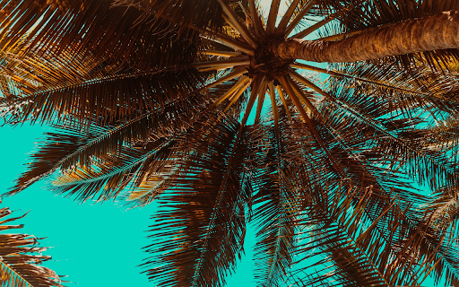 Oil palm tree from Chrome web store to be run with OffiDocs Chromium online Oil palm tree from Chrome web store to be run with OffiDocs Chromium online