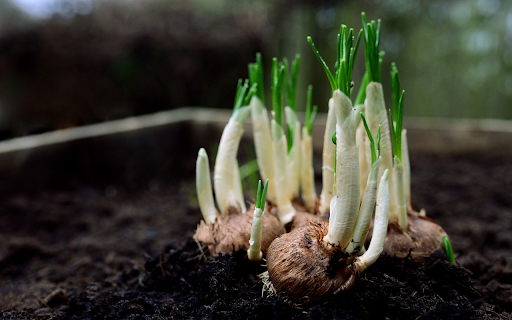 Onions sprout from Chrome web store to be run with OffiDocs Chromium online Onions sprout from Chrome web store to be run with OffiDocs Chromium online