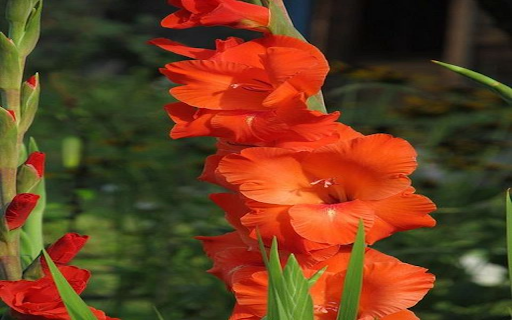 Orange gladiolus wallpaper from Chrome web store to be run with OffiDocs Chromium online Orange gladiolus wallpaper from Chrome web store to be run with OffiDocs Chromium online