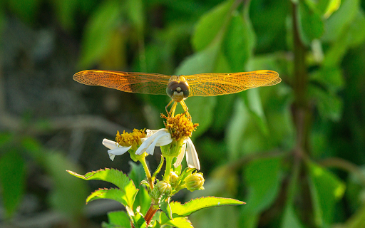 Orange winged dragonfly from Chrome web store to be run with OffiDocs Chromium online Orange winged dragonfly from Chrome web store to be run with OffiDocs Chromium online