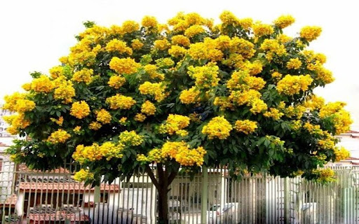 osaka tree yellow flower wallpaper from Chrome web store to be run with OffiDocs Chromium online osaka tree yellow flower wallpaper from Chrome web store to be run with OffiDocs Chromium online