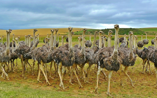 Ostriches gather from Chrome web store to be run with OffiDocs Chromium online Ostriches gather from Chrome web store to be run with OffiDocs Chromium online