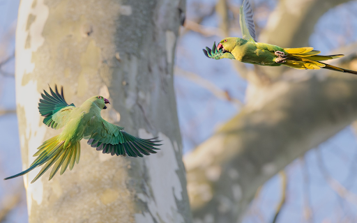 Pair of green parrots from Chrome web store to be run with OffiDocs Chromium online Pair of green parrots from Chrome web store to be run with OffiDocs Chromium online