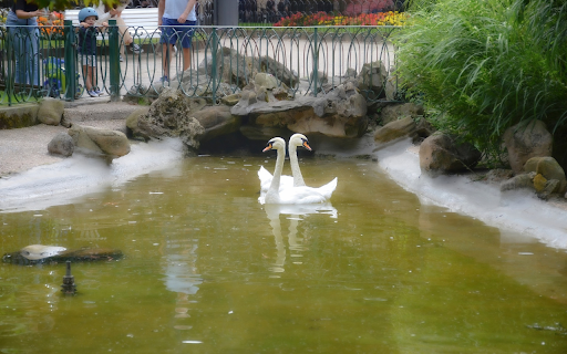 pair of swans in the park from Chrome web store to be run with OffiDocs Chromium online pair of swans in the park from Chrome web store to be run with OffiDocs Chromium online
