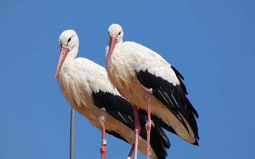 Pair of white storks with black wings from Chrome web store to be run with OffiDocs Chromium online Pair of white storks with black wings from Chrome web store to be run with OffiDocs Chromium online