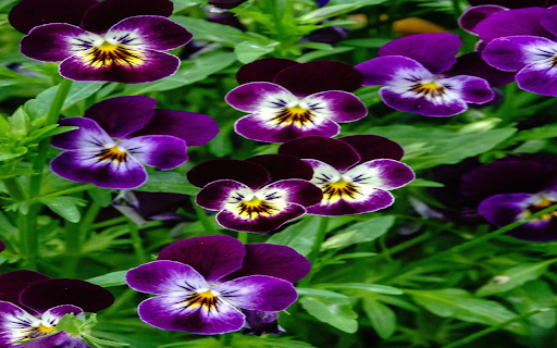 Pansies flower wallpaper from Chrome web store to be run with OffiDocs Chromium online Pansies flower wallpaper from Chrome web store to be run with OffiDocs Chromium online
