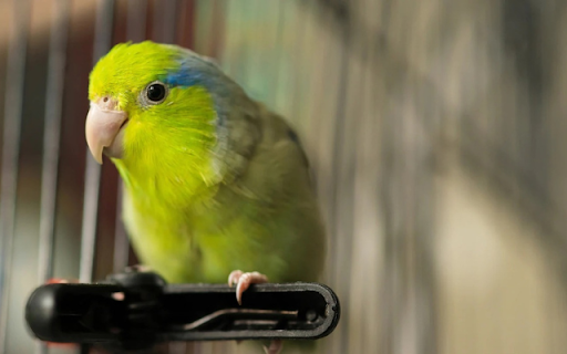 Parrot: The Intelligent and Colorful Talker from Chrome web store to be run with OffiDocs Chromium online Parrot: The Intelligent and Colorful Talker from Chrome web store to be run with OffiDocs Chromium online