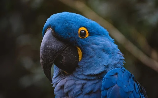 PARROT Theme from Chrome web store to be run with OffiDocs Chromium online PARROT Theme from Chrome web store to be run with OffiDocs Chromium online