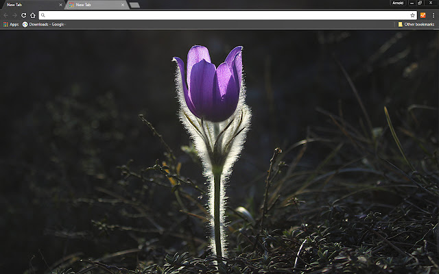 Pasque Flower from Chrome web store to be run with OffiDocs Chromium online Pasque Flower from Chrome web store to be run with OffiDocs Chromium online