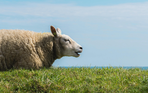 Peaceful Sheep Pasture from Chrome web store to be run with OffiDocs Chromium online Peaceful Sheep Pasture from Chrome web store to be run with OffiDocs Chromium online