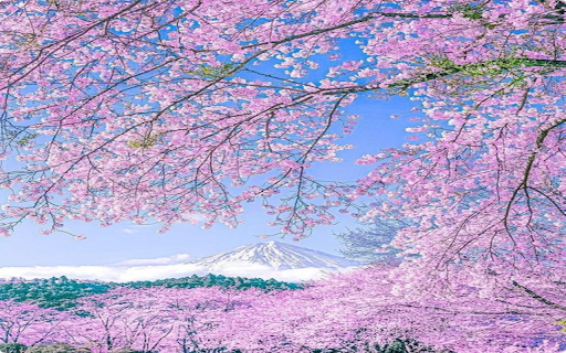 Peach blossom trees in full bloom Wallpaper from Chrome web store to be run with OffiDocs Chromium online Peach blossom trees in full bloom Wallpaper from Chrome web store to be run with OffiDocs Chromium online