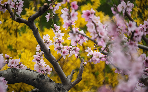 Peach tree blooms from Chrome web store to be run with OffiDocs Chromium online Peach tree blooms from Chrome web store to be run with OffiDocs Chromium online