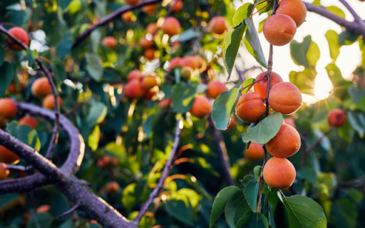 Peach Tree Forest in the Morning Sun from Chrome web store to be run with OffiDocs Chromium online Peach Tree Forest in the Morning Sun from Chrome web store to be run with OffiDocs Chromium online