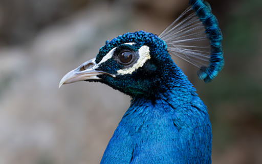 PEACOCK Theme from Chrome web store to be run with OffiDocs Chromium online PEACOCK Theme from Chrome web store to be run with OffiDocs Chromium online