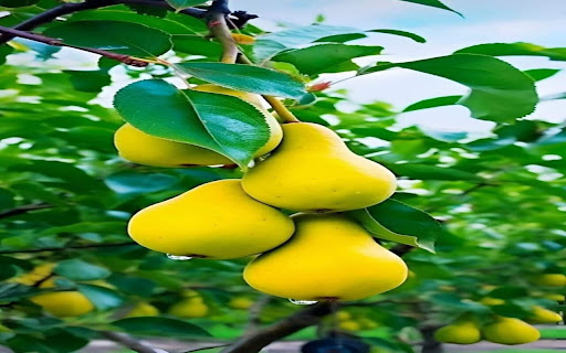 pear wallpaper from Chrome web store to be run with OffiDocs Chromium online pear wallpaper from Chrome web store to be run with OffiDocs Chromium online