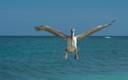 Pelican from Chrome web store to be run with OffiDocs Chromium online Pelican from Chrome web store to be run with OffiDocs Chromium online