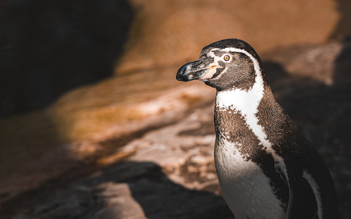 Penguin and Brown Eyes from Chrome web store to be run with OffiDocs Chromium online Penguin and Brown Eyes from Chrome web store to be run with OffiDocs Chromium online