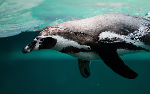 Penguin diving from Chrome web store to be run with OffiDocs Chromium online Penguin diving from Chrome web store to be run with OffiDocs Chromium online