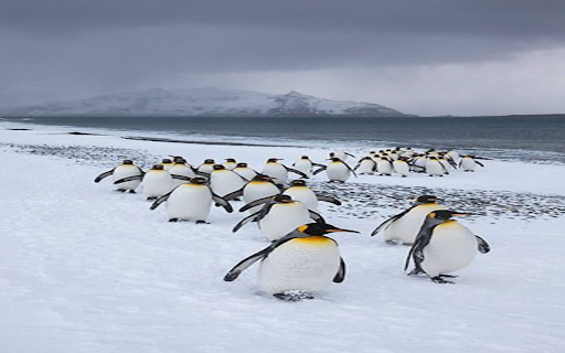 Penguin flock wallpaper from Chrome web store to be run with OffiDocs Chromium online Penguin flock wallpaper from Chrome web store to be run with OffiDocs Chromium online