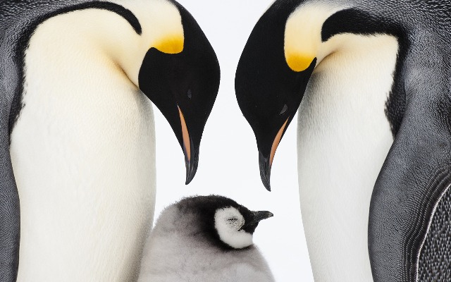 Penguins Galore! from Chrome web store to be run with OffiDocs Chromium online Penguins Galore! from Chrome web store to be run with OffiDocs Chromium online