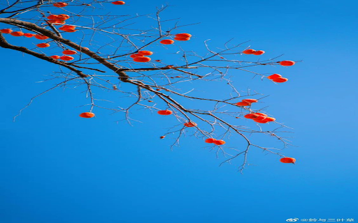 Persimmons under blue sky Wallpaper from Chrome web store to be run with OffiDocs Chromium online Persimmons under blue sky Wallpaper from Chrome web store to be run with OffiDocs Chromium online