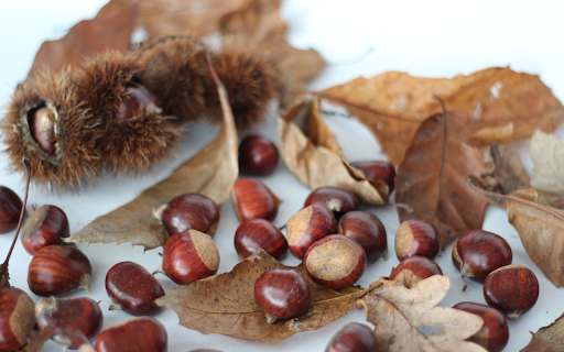 Pick up chestnuts from Chrome web store to be run with OffiDocs Chromium online Pick up chestnuts from Chrome web store to be run with OffiDocs Chromium online