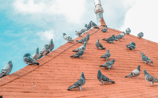 Pigeon on the roof from Chrome web store to be run with OffiDocs Chromium online Pigeon on the roof from Chrome web store to be run with OffiDocs Chromium online