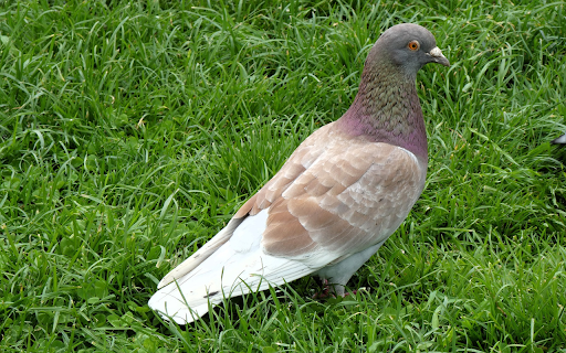 Pigeon on young grass from Chrome web store to be run with OffiDocs Chromium online Pigeon on young grass from Chrome web store to be run with OffiDocs Chromium online
