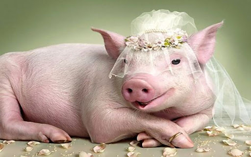 pig wallpaper from Chrome web store to be run with OffiDocs Chromium online pig wallpaper from Chrome web store to be run with OffiDocs Chromium online