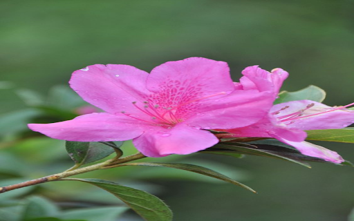 Pink azalea wallpaper from Chrome web store to be run with OffiDocs Chromium online Pink azalea wallpaper from Chrome web store to be run with OffiDocs Chromium online