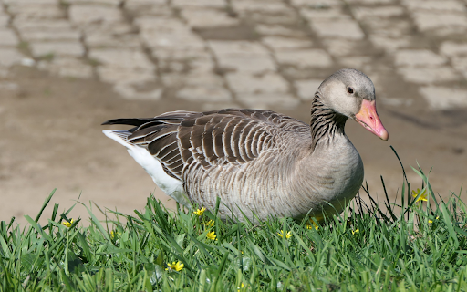 Pink billed Brown Goose from Chrome web store to be run with OffiDocs Chromium online Pink billed Brown Goose from Chrome web store to be run with OffiDocs Chromium online