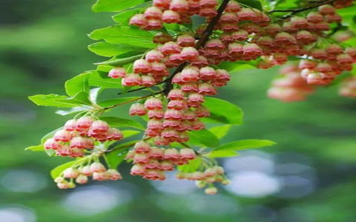 pink flower cluster wallpaper from Chrome web store to be run with OffiDocs Chromium online pink flower cluster wallpaper from Chrome web store to be run with OffiDocs Chromium online