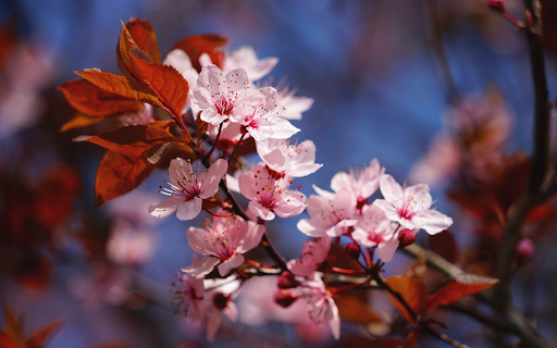 Pink flowers bloom from Chrome web store to be run with OffiDocs Chromium online Pink flowers bloom from Chrome web store to be run with OffiDocs Chromium online