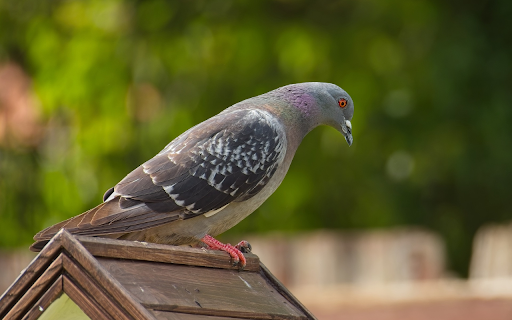 Pink footed Pigeon from Chrome web store to be run with OffiDocs Chromium online Pink footed Pigeon from Chrome web store to be run with OffiDocs Chromium online