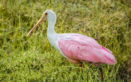 PINK SPUNNY BIRD Theme from Chrome web store to be run with OffiDocs Chromium online PINK SPUNNY BIRD Theme from Chrome web store to be run with OffiDocs Chromium online