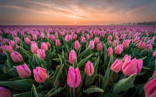 Pink tulip field wallpaper from Chrome web store to be run with OffiDocs Chromium online Pink tulip field wallpaper from Chrome web store to be run with OffiDocs Chromium online